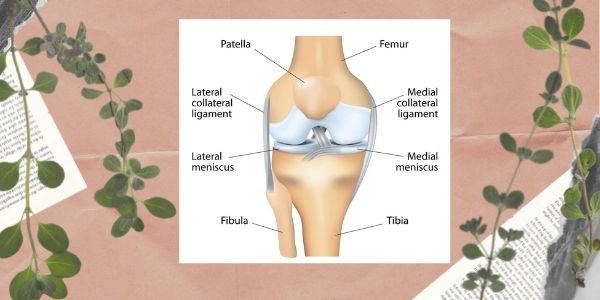 Anatomy of the Human Knee